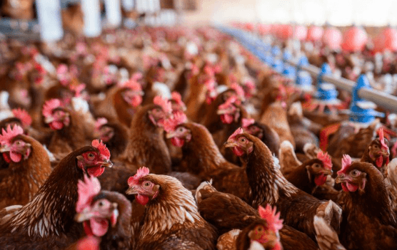 Chicken Background
