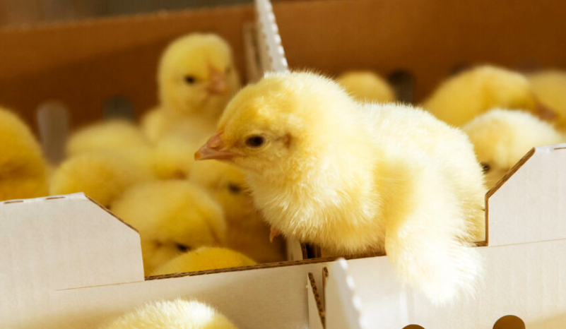 Day-Old Chicks